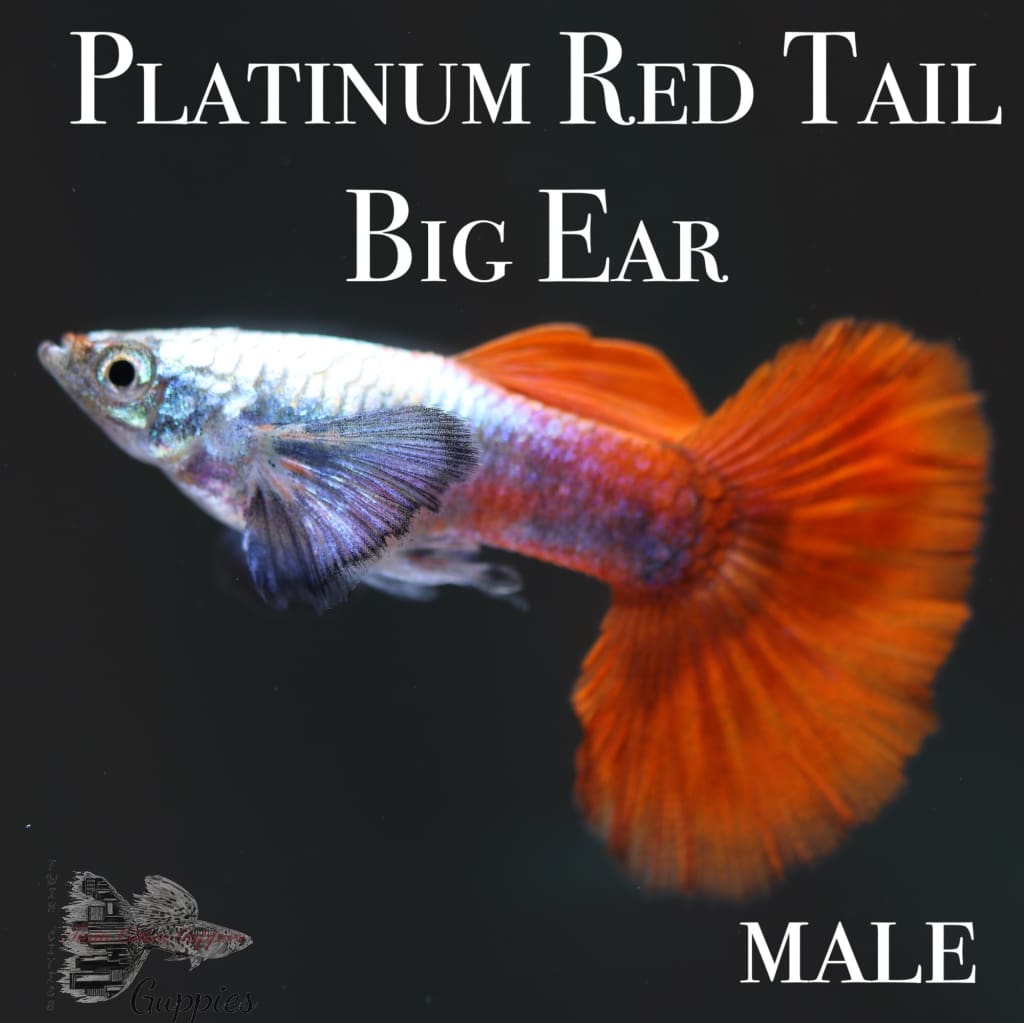 Platinum Red Tail Big Ear PAIR Guppy