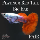 Platinum Red Tail Big Ear PAIR Guppy