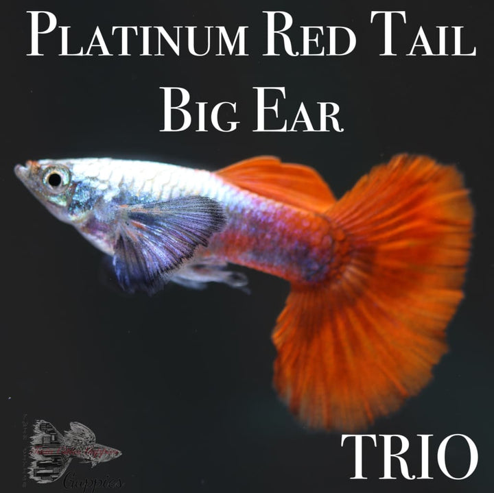 Platinum Red Tail Big Ear TRIO Guppy