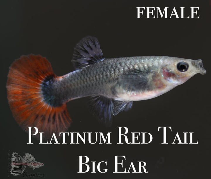 Platinum Red Tail Big Ear TRIO Guppy