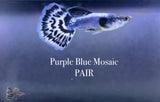 Purple Blue Mosaic PAIR