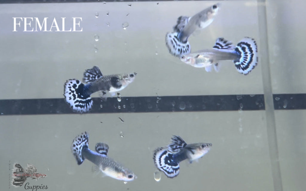 Purple Blue Mosaic TRIO