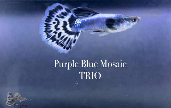 Purple Blue Mosaic TRIO