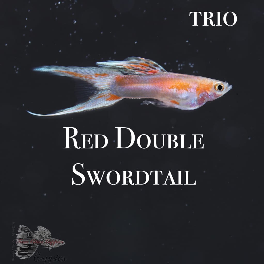 Red Double Swordtail Guppy