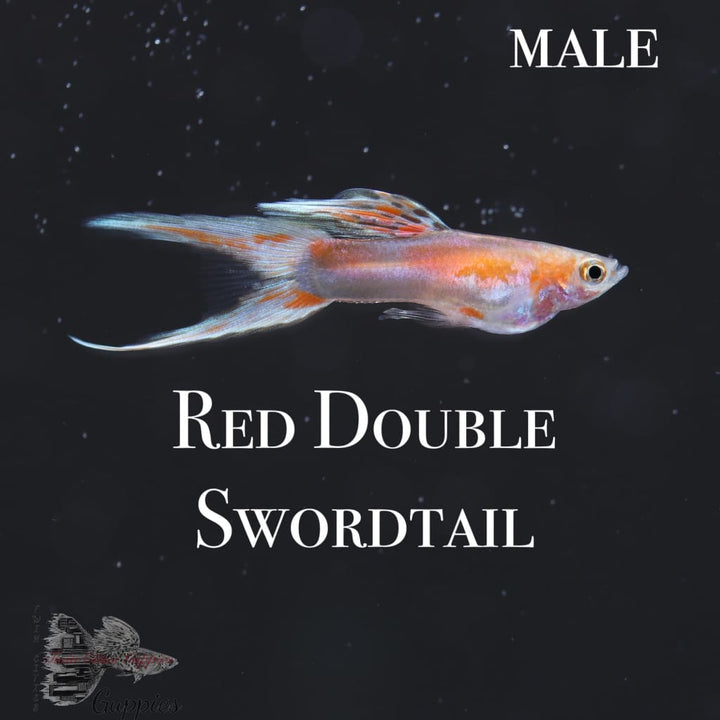 Red Double Swordtail Guppy