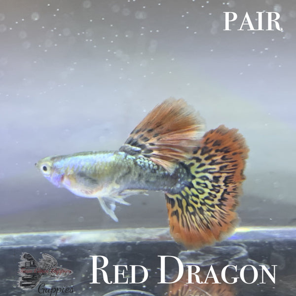 Red Dragon PAIR