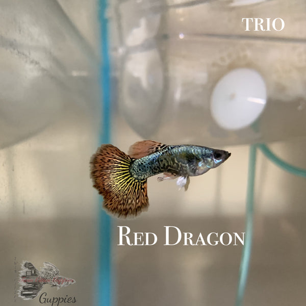 Red Dragon TRIO