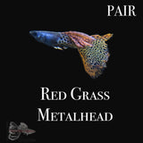 Red Grass Metalhead Pair Pair Guppy