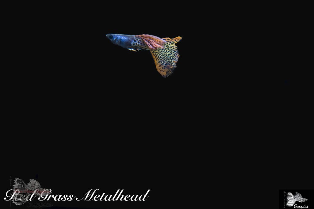 Red Grass Metalhead Guppy