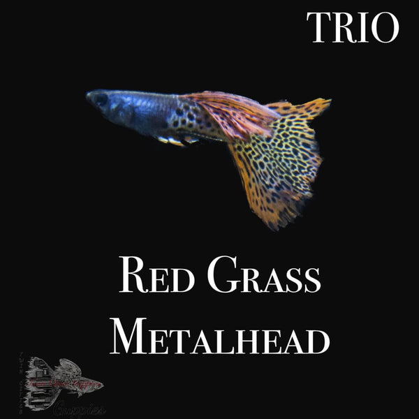 Red Grass Metalhead TRIO