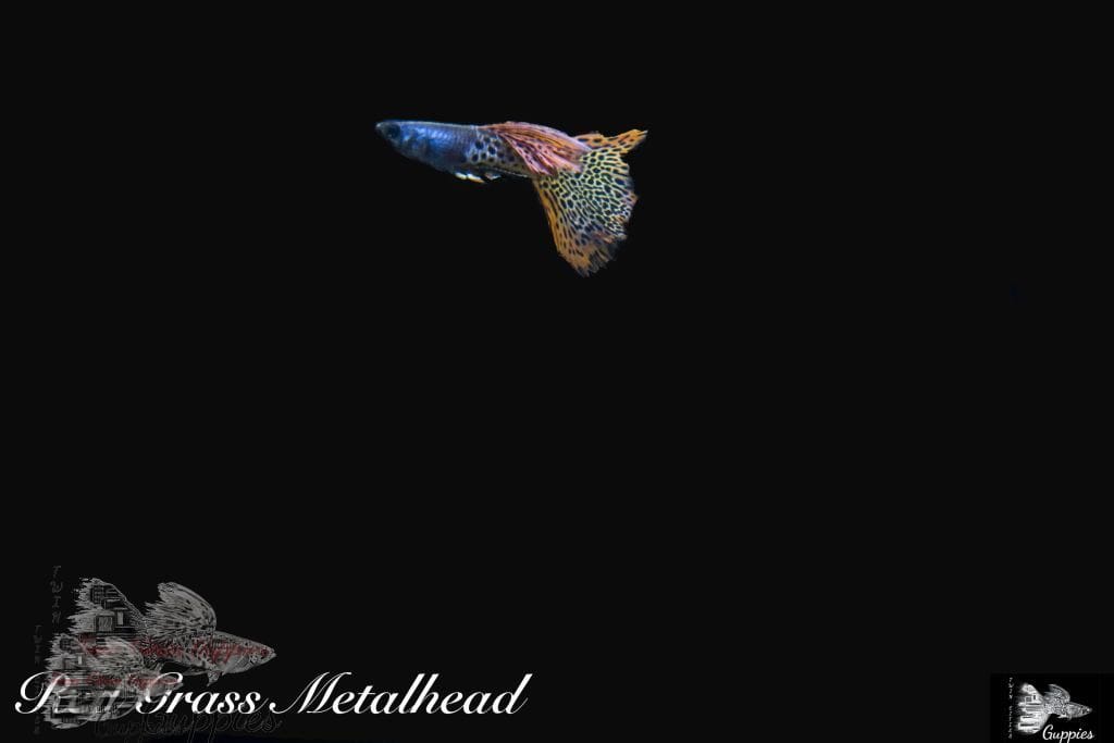 Red Grass Metalhead Guppy