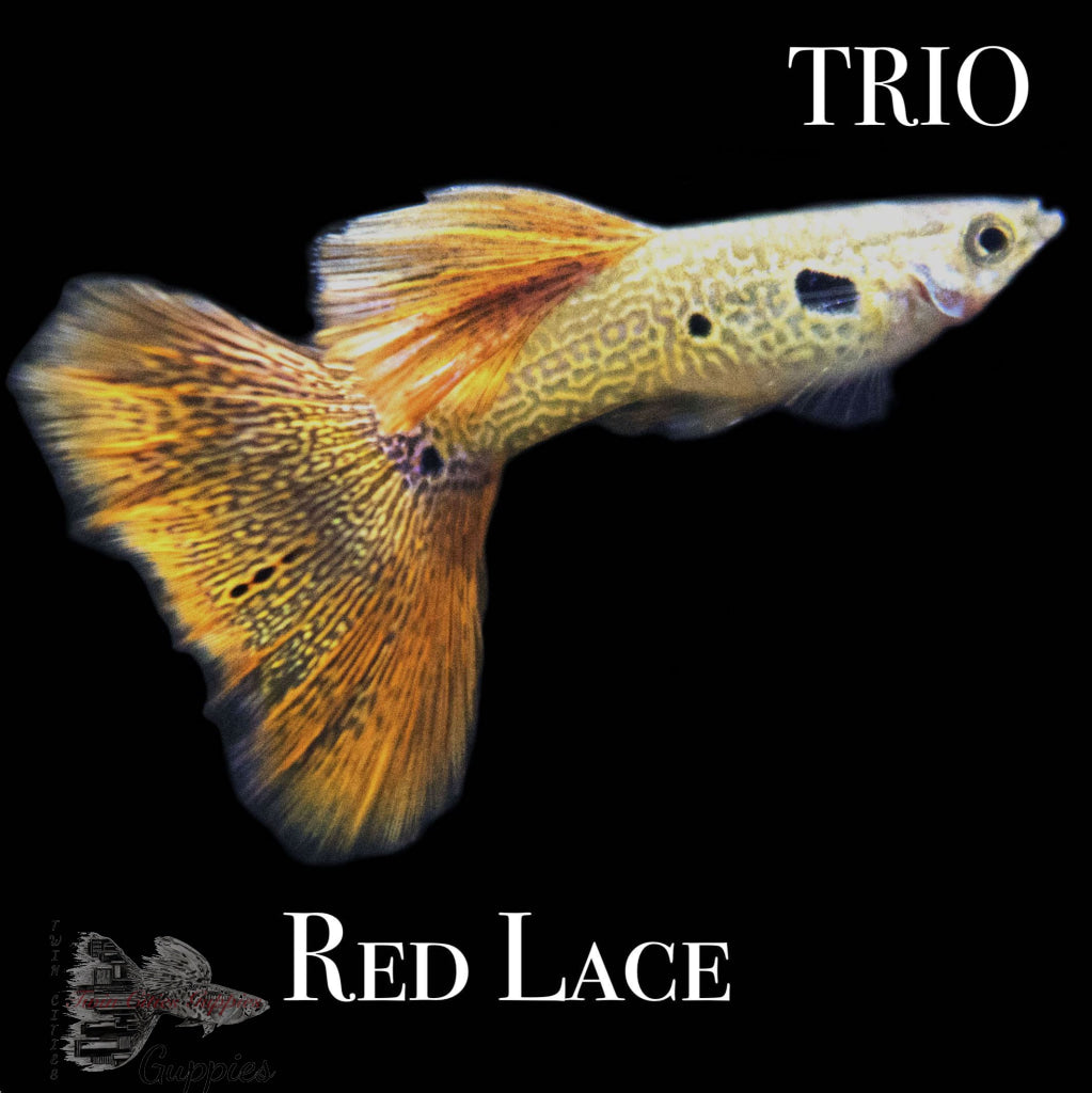 Red Lace Trio Trio Guppy