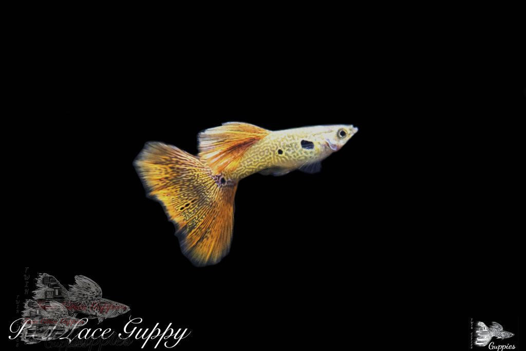 Red Lace Guppy