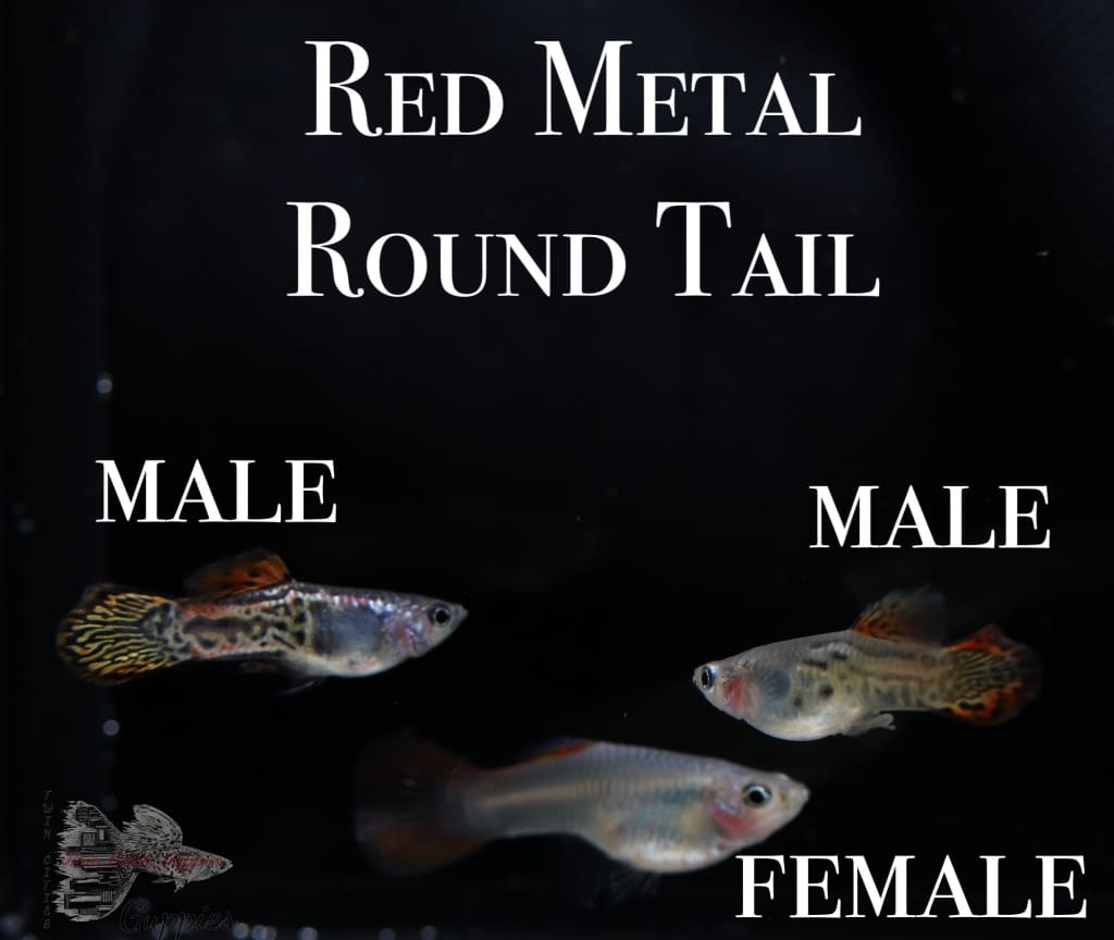 Red Metal Round Tail PAIR Guppy