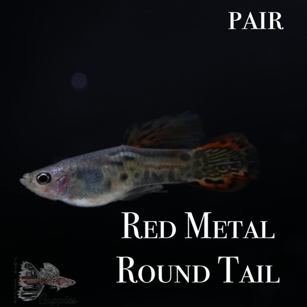 Red Metal Round Tail PAIR