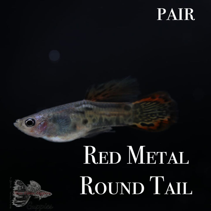 Red Metal Round Tail PAIR Guppy