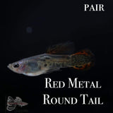 Red Metal Round Tail PAIR Guppy