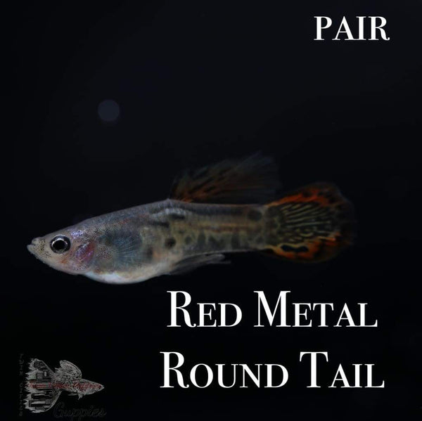 Red Metal Round Tail TRIO