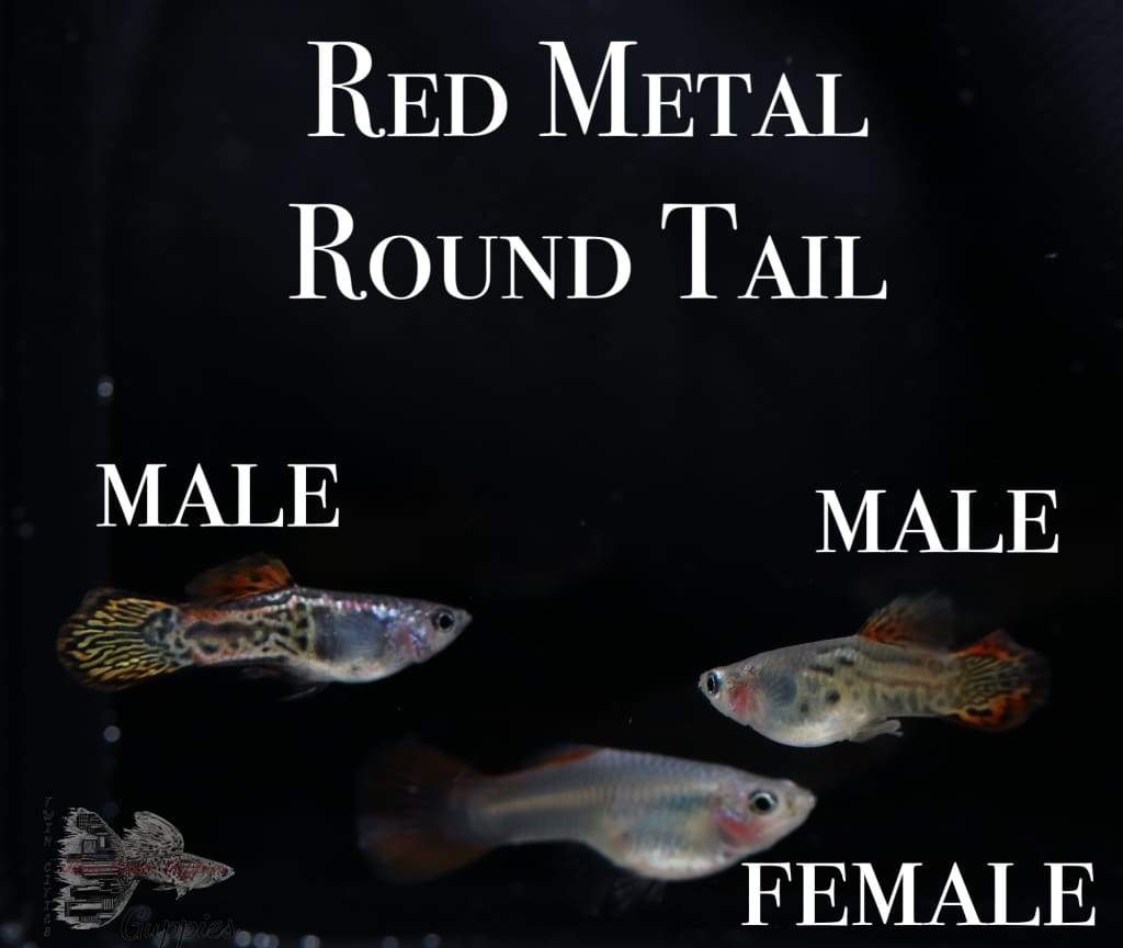 Red Metal Round Tail PAIR Guppy