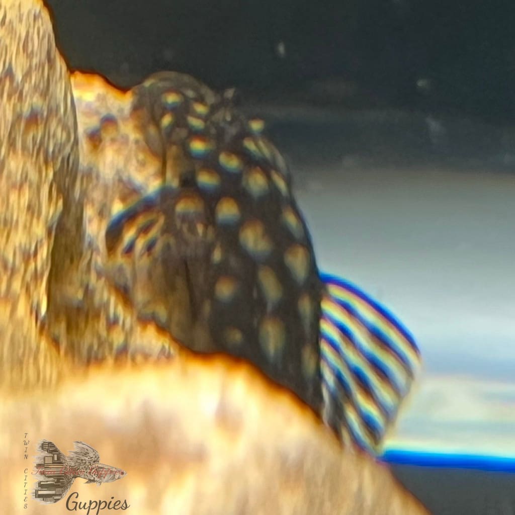 Rio Paraguay Pleco