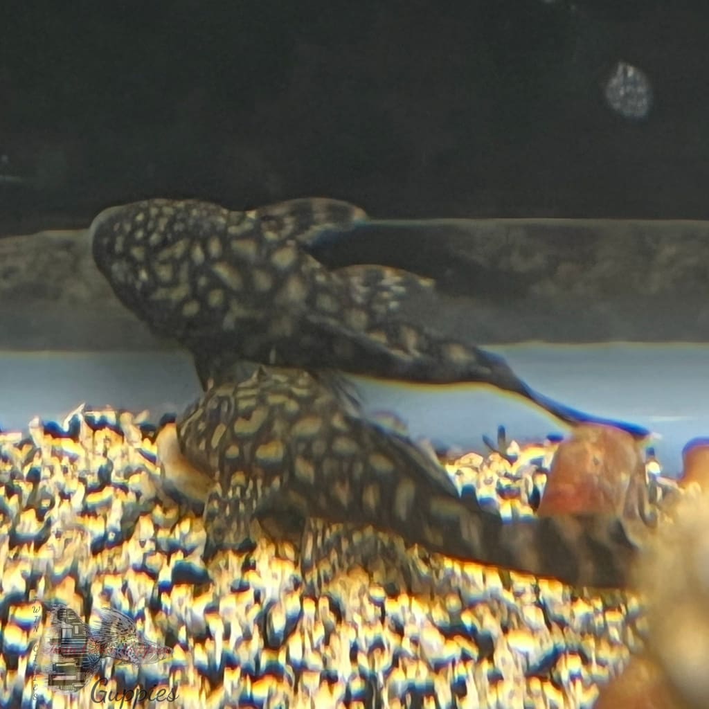 Rio Paraguay Pleco