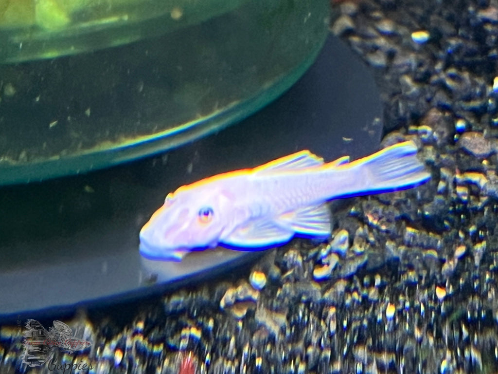 Snow White Pleco