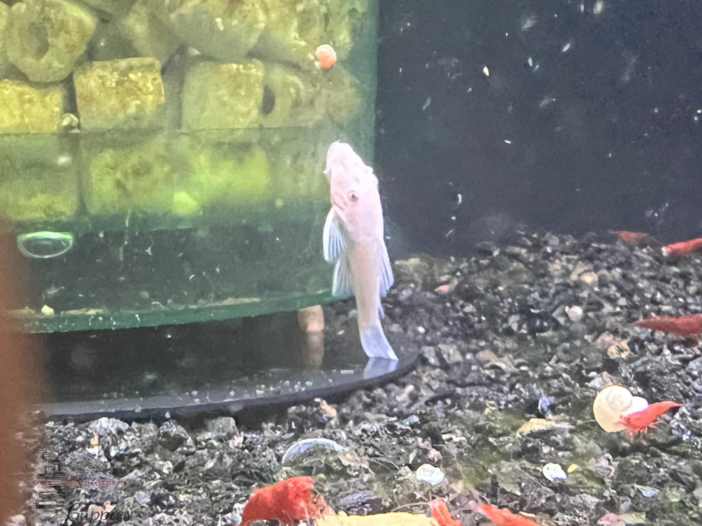 Snow White Pleco