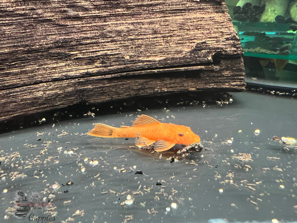 Super Red Bristlenose Pleco