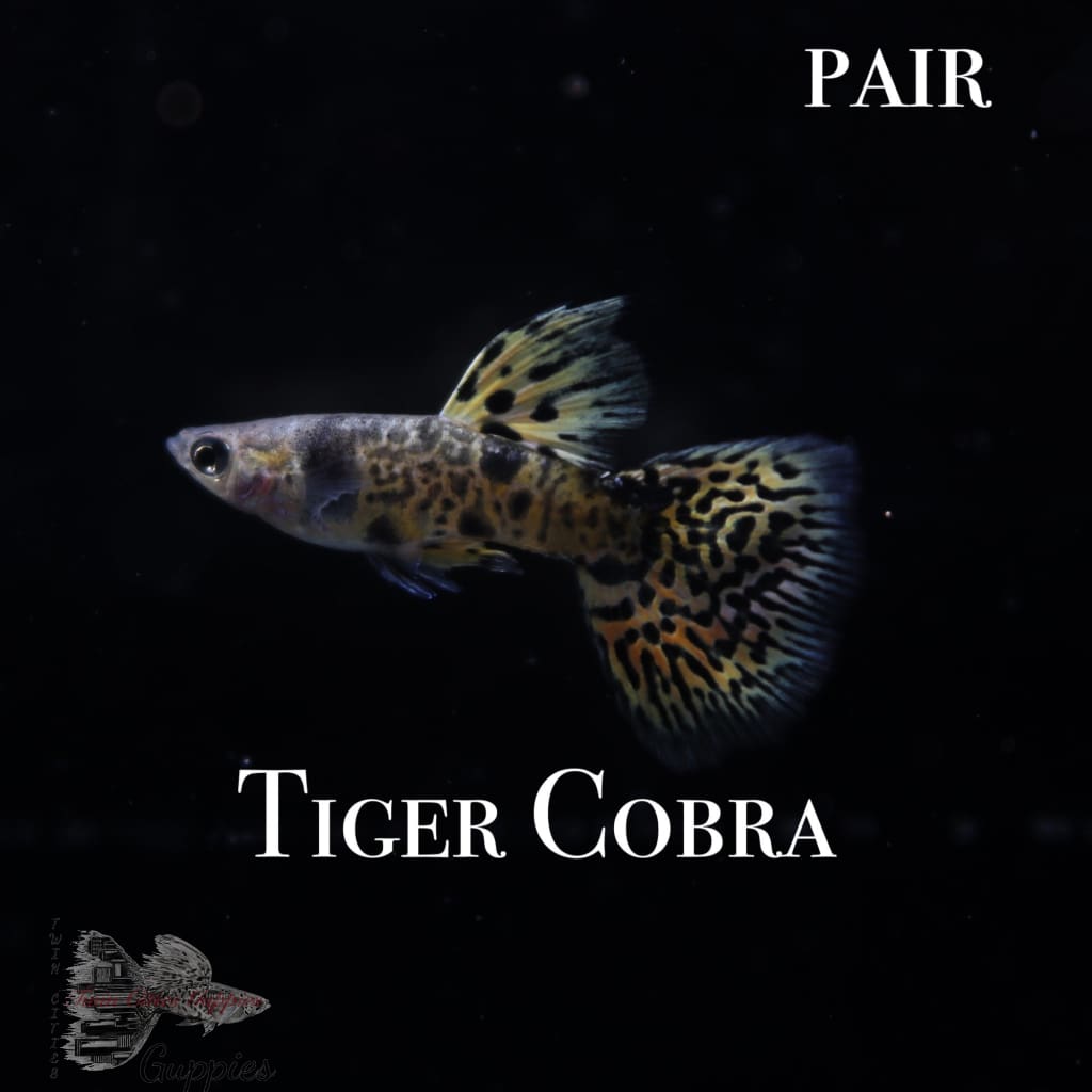 Tiger Cobra PAIR
