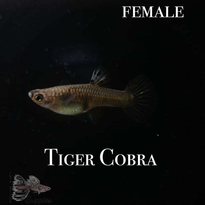 Tiger Cobra PAIR