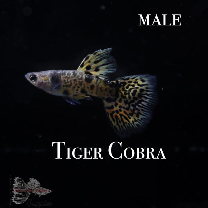 Tiger Cobra PAIR