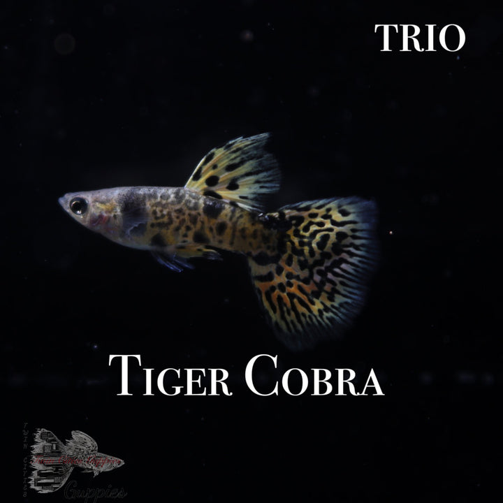 Tiger Cobra TRIO