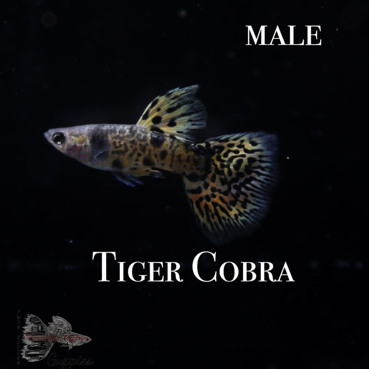 Tiger Cobra TRIO