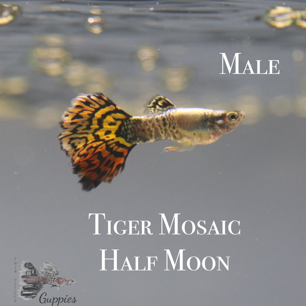 Tiger Half Moon Mosaic Guppy