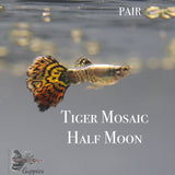 Tiger Mosaic Half Moon Pair Guppy