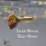 Tiger Mosaic Half Moon Trio Guppy