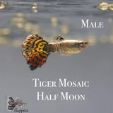 Tiger Half Moon Mosaic Guppy