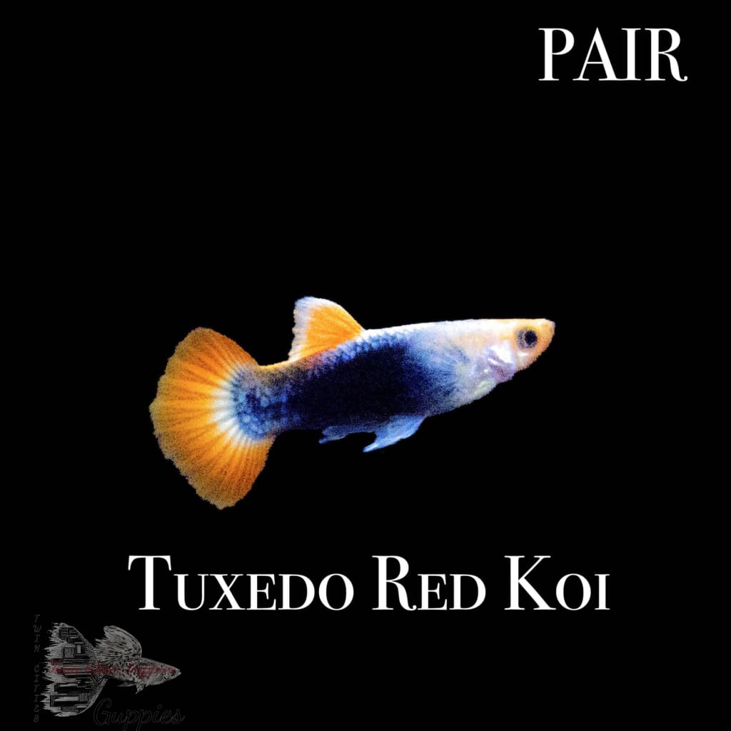 Tuxedo Red Koi Pair Pair Guppy