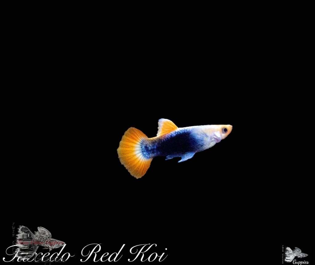 Tuxedo Red Koi Guppy