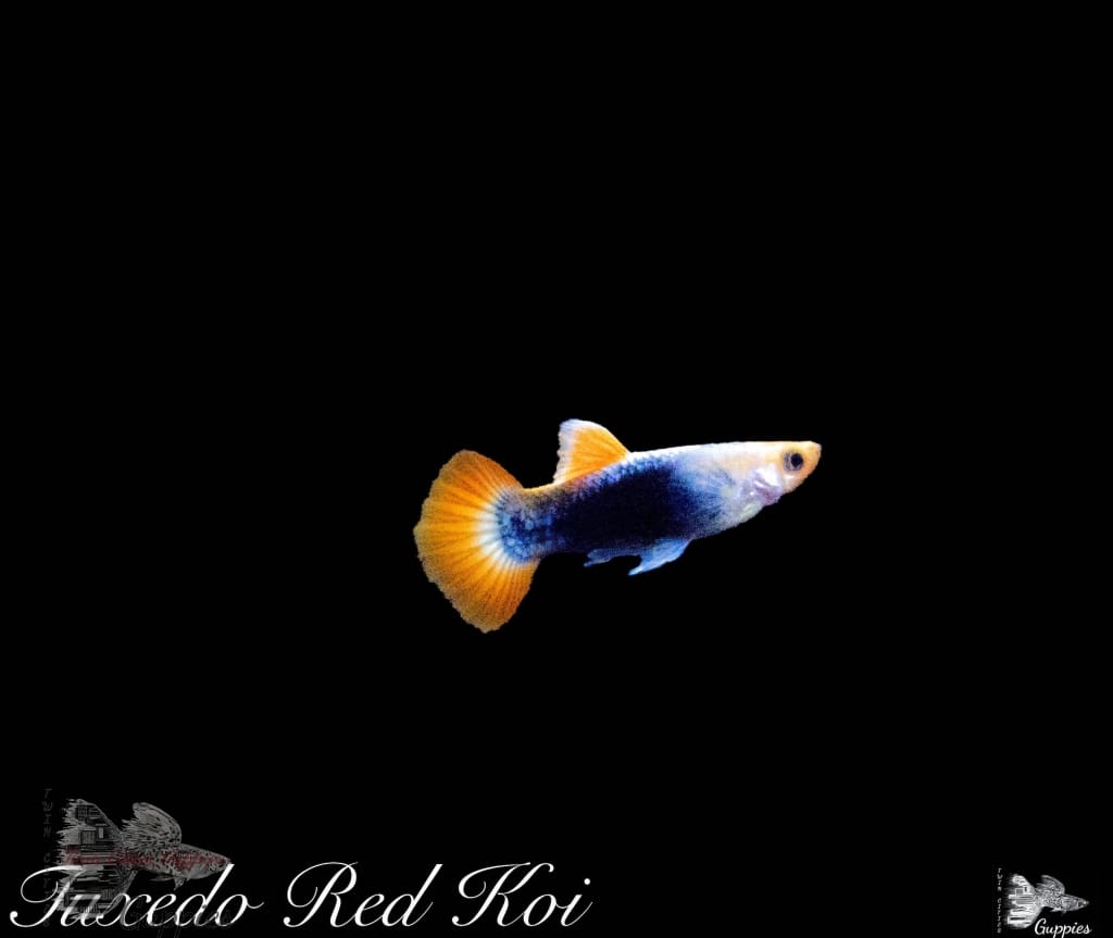 Tuxedo Red Koi Guppy