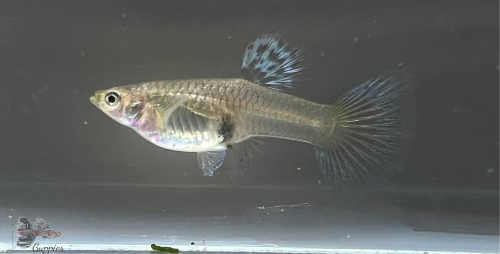 White King Cobra Trio