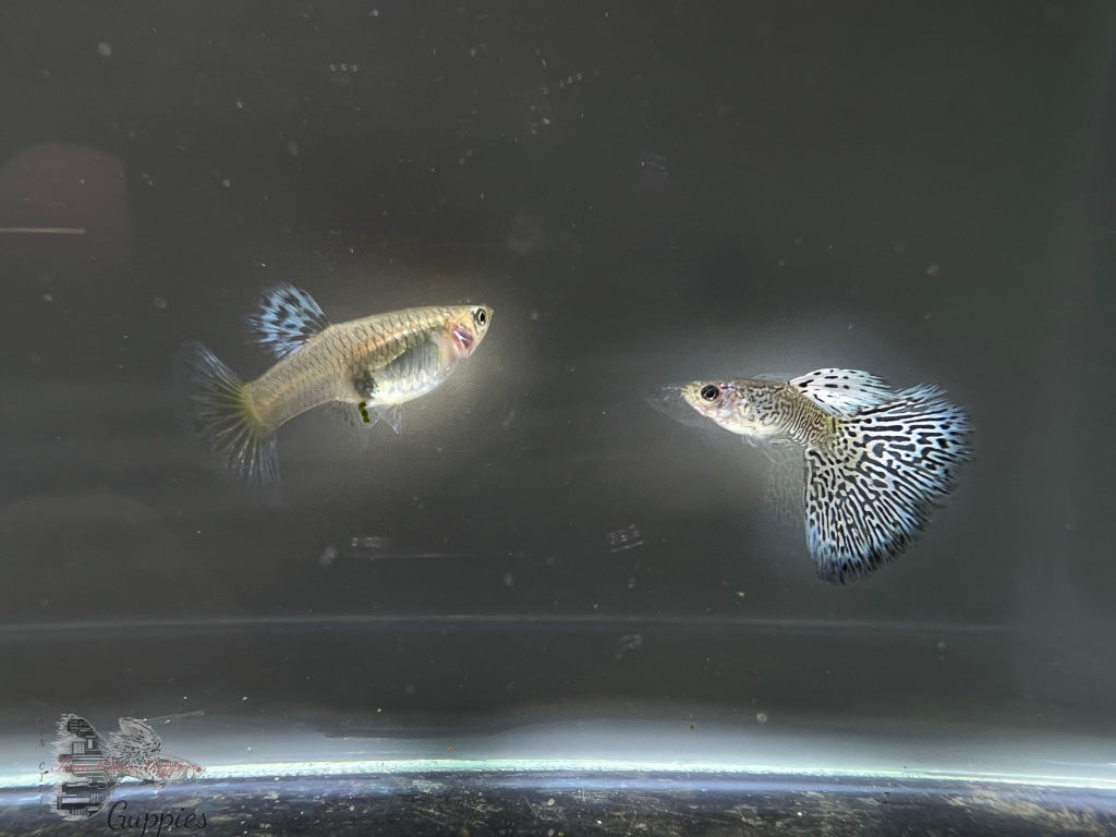 White King Cobra Trio